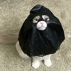 Catwifbag