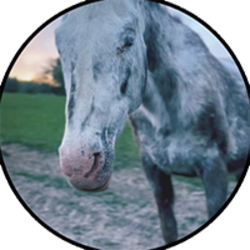Cheyenne