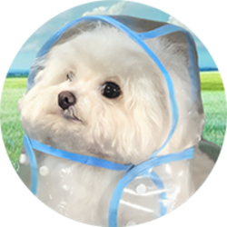 COAT DOG