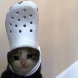 Croc cat