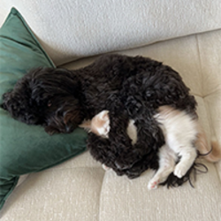 Dog spooning cat