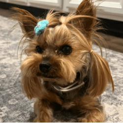 Dog Stolen From Tesla
