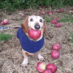 Dog with apple in mouth