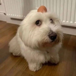 Dog with egg on head