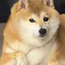 Doge秽土转生版真名