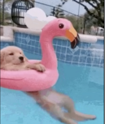 Doginpool