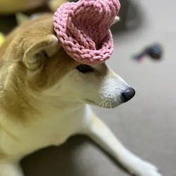 Dogwifhat2