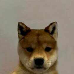 Dogwifouthat