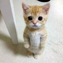 El gato