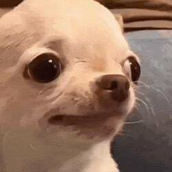 Evildogi