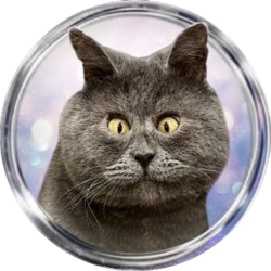 FEDJA CAT
