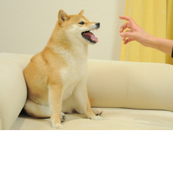 Feisty Doge NFT