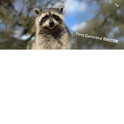 First Convicted RACCON