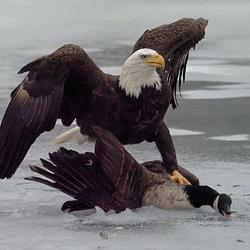 Free Bird