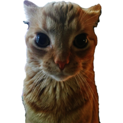 Gakster