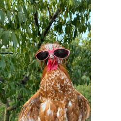 Gallo the Hen