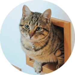 Ginnan The Cat