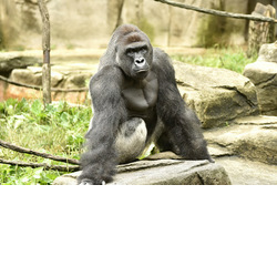 Harambe