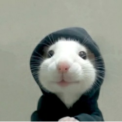 Hood rat