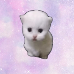 Hop cat