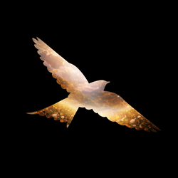 In the name of freedom