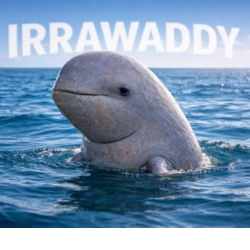Irrawaddy dolphin
