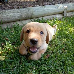 Jake