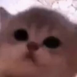 Jam cat