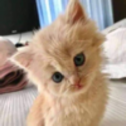 Kiki (SOL)