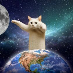 Longcat