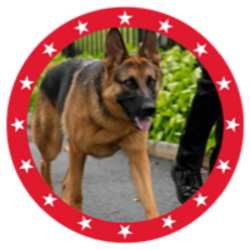 MAGA DOG