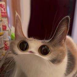MEEP CAT