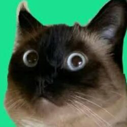 Merv the cat