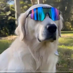 Mogdog