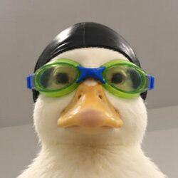 Nasduck