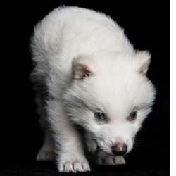 New Ancient DNA Cloned Wolf