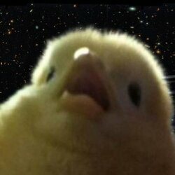 Chick