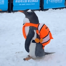 Penguin wif backpack