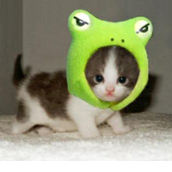 PEPECAT