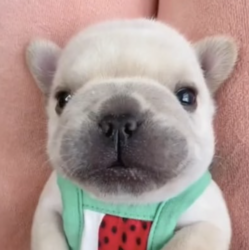 Pibblepan’s Coin