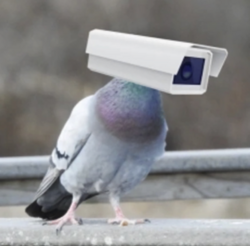 Pigeon Tech