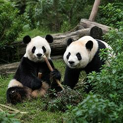 Ping Ping and Fu Shuang