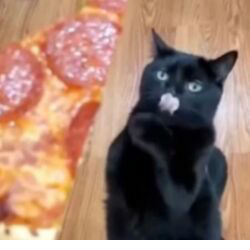 Pizza Cat