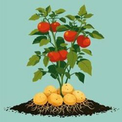 Pomato