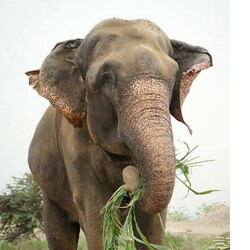 Raju the Elephant