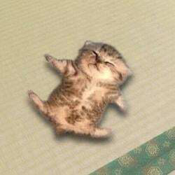Relaxed cat