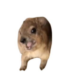 Screaming Hyrax