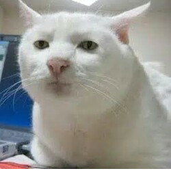 Serious Cat