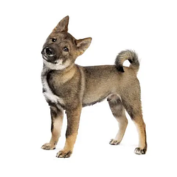 Shikoku Dog
