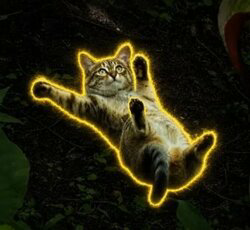 Sliding Cat